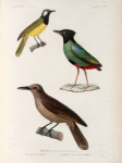 Oiseaux: 1. Philédon à gorge noire, femelle N.; 2. Philédon de Bourou N.; 3. Bréve à Tàte noire, femelle N.