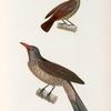 Oiseaux: 1. Stourne de la Nouvelle Zélande. (Nouv.-Zélande.); 2. Loriot Strié, mâle. (Nouv.Guinée.).