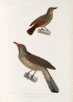 Oiseaux: 1. Stourne de la Nouvelle Zélande. (Nouv.-Zélande.); 2. Loriot Strié, mâle. (Nouv.Guinée.).