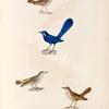 Oiseaux: 1. Troquet resplendissant mâle; 2. Traquet à croupion jaune; 3. Traquet grivelé, mâle. 4. Traquet â long bet. (Nouvelle-Hollande.)