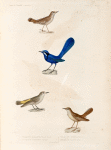 Oiseaux: 1. Troquet resplendissant mâle; 2. Traquet à croupion jaune; 3. Traquet grivelé, mâle. 4. Traquet â long bet. (Nouvelle-Hollande.)