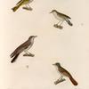 Oiseaux: 1. 1'. Gobe-mouche platyrhunque mâle. (Nouvelle-Hollande.); 2. Fauvette igata. (Nouvelle-Zélande.); 3. Mésange de la Nouvelle-Zélande; 4. Pit - Pit de western. (Nouvelle-Hollande.).