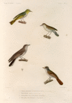 Oiseaux: 1. 1'. Gobe-mouche platyrhunque mâle. (Nouvelle-Hollande.); 2. Fauvette igata. (Nouvelle-Zélande.); 3. Mésange de la Nouvelle-Zélande; 4. Pit - Pit de western. (Nouvelle-Hollande.).