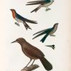 Oiseaux: 1. Hirondelle à banbeau mâle N.; 2. Hirondelle à gorge rayée femelle N.; 3. Hirondelle de Vanikoro femelle N.; 4. Carouge á caroncules jeune âge; 5. Téte de l'Adulte.