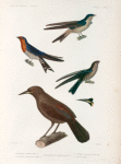 Oiseaux: 1. Hirondelle à banbeau mâle N.; 2. Hirondelle à gorge rayée femelle N.; 3. Hirondelle de Vanikoro femelle N.; 4. Carouge á caroncules jeune âge; 5. Téte de l'Adulte.