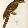 Oiseaux: 1. Podarge papou. (Nouvelle-Guinée.); 2. Son bec vu de face.