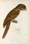 Oiseaux: 1. Podarge papou. (Nouvelle-Guinée.); 2. Son bec vu de face.