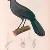 Oiseaux: 1. Glaucope cendré, mâle. (Nouvelle-Zélande.); 2. Son sternum vu de face; 3. Sternum vu de profil; 4. Sa patte; 5. Sa langue.