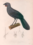 Oiseaux: 1. Glaucope cendré, mâle. (Nouvelle-Zélande.); 2. Son sternum vu de face; 3. Sternum vu de profil; 4. Sa patte; 5. Sa langue.