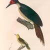 Oiseaux: 1. Grimpereau hétéroclite, femelle. (Nouvelle-Zélande.) l' une de ses pattes; 2. Pic à ventre fauve. (Célèbes.).