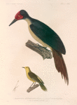Oiseaux: 1. Grimpereau hétéroclite, femelle. (Nouvelle-Zélande.) l' une de ses pattes; 2. Pic à ventre fauve. (Célèbes.).
