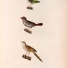 Oiseaux: 1. Sittelle ponctuée. (Nouv.-Zelande.); 2. Sénégali oculé. (Nouv.-Hollande.); 3. Synallaxe grevelée. (Nouv.-Zélande.).