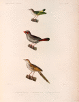 Oiseaux: 1. Sittelle ponctuée. (Nouv.-Zelande.); 2. Sénégali oculé. (Nouv.-Hollande.); 3. Synallaxe grevelée. (Nouv.-Zélande.).
