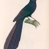 Coucal violet. (Nouvelle-Irlande.).