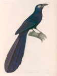Coucal violet. (Nouvelle-Irlande.).