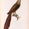 Coucal de Célèbes, femelle. (Célèbes.).
