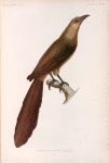 Coucal de Célèbes, femelle. (Célèbes.).
