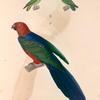 Oiseaux: 1. Rerriche pygmée, mâle; 2. Perruche pygmée, femelle; 3. 4. Bee vu de face; 5. Perruche à dos bleu, mâle. (Nouvelle-Guinée.).