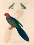 Oiseaux: 1. Rerriche pygmée, mâle; 2. Perruche pygmée, femelle; 3. 4. Bee vu de face; 5. Perruche à dos bleu, mâle. (Nouvelle-Guinée.).