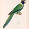 Oiseaux: 1. Perruche à collier jaune, mâle. (Nouvelle-Hollande.); 2. Son bec vi de face.