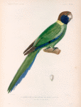 Oiseaux: 1. Perruche à collier jaune, mâle. (Nouvelle-Hollande.); 2. Son bec vi de face.