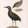 Oiseaux: 1. Caille de la nouvelle-zelande, femelle; 2. Râle de Célèbes, mâle.