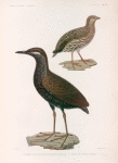 Oiseaux: 1. Caille de la nouvelle-zelande, femelle; 2. Râle de Célèbes, mâle.