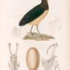 Oiseaux: 1. Mégapode à pieds rouges? jeune âge. (Célèbes.); 2. Plume du croupion du même; 3. Œu f du mégapode à pieds rouges, adulte. (Célèbes.); 4. Sternum du même; 5. 6. Sternum du talégalle de cuvier. (Nouvelle-Guinée.).