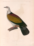 Colombe à queue rayée. (Célèbes.).