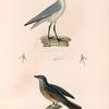 Oiseaux: 1. Pie-griêche grivelee. (Nouvelle-Hollande.); 2. 3. 4. 5. Anarhynque à front blanc. (Nouvelle-Zélande.)