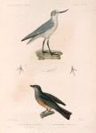Oiseaux: 1. Pie-griêche grivelee. (Nouvelle-Hollande.); 2. 3. 4. 5. Anarhynque à front blanc. (Nouvelle-Zélande.)