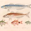 Poissons.: 1. Sillago ponctué. (Nouvelle-Hollande.); 2. Sillago de bass. (Nouvelle-Hollande.); 3. Ambasse de Dussumier. (Célèbes.); 4. Apogon orbiculaire. (Amboine.); 5. Apogon à nagcoires roses. (Amboine.).