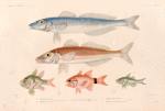 Poissons.: 1. Sillago ponctué. (Nouvelle-Hollande.); 2. Sillago de bass. (Nouvelle-Hollande.); 3. Ambasse de Dussumier. (Célèbes.); 4. Apogon orbiculaire. (Amboine.); 5. Apogon à nagcoires roses. (Amboine.).