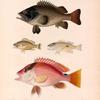 Poissons.: 1. Plectropome à scie (Nouvelle-Hollande.); 2. Diacope à deux lignes. (Célèbes.); 3. Mésoprion dondiava. (Nouvelle-Hollande.); 4. Mésoprion porte-anneau. (Détroit de ls sonde.).