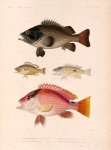 Poissons.: 1. Plectropome à scie (Nouvelle-Hollande.); 2. Diacope à deux lignes. (Célèbes.); 3. Mésoprion dondiava. (Nouvelle-Hollande.); 4. Mésoprion porte-anneau. (Détroit de ls sonde.).
