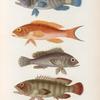 Poissons: 1. Mérou mille-étorles. (Nouv-Guinée.); 2. Mérou moucheté. (Nouv-Irlande.); 3. Mérou gaimard. (Nouvelle-Hollande.); 4. Mérou boelang. (Détroit de la sonde.)