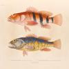Poisson: 1. Plectropome rouge et noir; 2. Plectropome à grosses dent., Port-du-Roi Georges. (Nouvelle-Hollande.).
