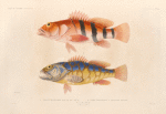 Poisson: 1. Plectropome rouge et noir; 2. Plectropome à grosses dent., Port-du-Roi Georges. (Nouvelle-Hollande.).