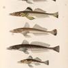Poissons: 1. Platycéphale brun. (Port-Jackson.); 2. Platycéphale ponctué. (Vanikoro.); 3. Platycéphale de bass. (Port-Jackson.); 4. Platycéphale lisse. (Port-Jackson.); 5. Platycéphale porte-scie. (Hàvre-Dorey.).
