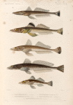 Poissons: 1. Platycéphale brun. (Port-Jackson.); 2. Platycéphale ponctué. (Vanikoro.); 3. Platycéphale de bass. (Port-Jackson.); 4. Platycéphale lisse. (Port-Jackson.); 5. Platycéphale porte-scie. (Hàvre-Dorey.).