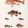 Poissons: 1. Scorpène de la Nouv. Guinée (Nlle. Guinée.); 2. Scorpène de l'île de Strong. (Iles Carolines.); 3. Sébaste du Cap. (Cap de Bonne Espérance.); 4. Apiste à longue épine. (Amboine.); 5. Apiste brun verdâtre. (Amboine.); 6. Ptéroïs zèbre. (Nouvell-Guinèe.).