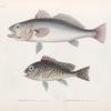 Poissons: 1. Maigre du cap. (Cap de bonne espérance. ); 2. Diagramme ponctué. (Vanikoro.).