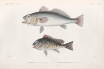Poissons: 1. Maigre du cap. (Cap de bonne espérance. ); 2. Diagramme ponctué. (Vanikoro.).