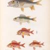 Poissons: 1. Holocentre operculaire. (Nouv Irlande.); 2. Holocentre argenté. (Nouv-Guinée.); 3. Holocentre lion. (Vanikoro.); 4. Holocentre double tache. (Nouv-Guinée.); 5. Myripritis hexagone. (Bourou.).