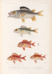 Poissons: 1. Holocentre operculaire. (Nouv Irlande.); 2. Holocentre argenté. (Nouv-Guinée.); 3. Holocentre lion. (Vanikoro.); 4. Holocentre double tache. (Nouv-Guinée.); 5. Myripritis hexagone. (Bourou.).