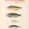 Poissons: 1. Girelle à dos rose; 2. Girelle à  queue tachetée; 3. Girelle à  baudrier; 4. Girelle bordée; 5. Girelle à  dorsale rayée.