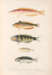 Poissons: 1. Girelle à dos rose; 2. Girelle à  queue tachetée; 3. Girelle à  baudrier; 4. Girelle bordée; 5. Girelle à  dorsale rayée.