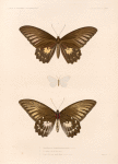 Lepidoptères: Ornithoptère amphimédon femelle. (Amboine.); 2. Le même vu en dessous; 3. Cypra délicate mâle Boisd. (Nouvelle-Guinée.).