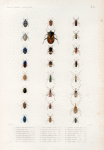 1. Scutellère à pieds bleus. boisd. (Tonga-Tabou.); 2. Scutellère idem variéte; 3. Scutellère de Tonga. Boisd. (Tonga-Tabou.); 4. Scutellère pagana. Fab. var. (Cartret.); 5. Agapophyte biponetuée. Guer. (Doreï.); 6. Brachyplatys vanikoro. Baisd. (Vanikoro.); 7. Pentatome melacanthe. Boisd. (Doreï.); 8. Pentatome erythraspis. Baisd. (Cartret.); 9. Pentatome familiére. Boisd. (Sydney.); 10. Tessaratome flavicorne. Guér. (Doreï.); 11. Megymène dentée, Guér. (Doreï.); 12. Megymène voisine. Boisd. (Doreï.); 13. Nematopus albithorax. Boisd. (Doreï.); 14. Alydus annulicorne. Guér. (Vanikoro.); 15. Astacops austral. Boisd. (Doreï.); 16. Astacops de Doreï. Boisd. (Doreï.); 17. Dysdercus en sautoir. Boisd. (Cartret.); 18. Dysdercus océanique. Boisd. (Cartret.); 19. Dysdercus pyrochroa. Boisd. (Doreï.); 20. Lygée pacifique. Boisd. (Port-Western.); 21. Zelus de Doreï. Boisd. (Doreï.); 22. Reduve de Doreï. Boisd. (Doreï.); 23. Reduve tuberculée. Guér. (Doreï.); 24. Aradus lugubre. Boisd. (Vanikoro.)