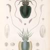 Mollusques: 1.- 5. Sèche vermiculée. (Cap de bonne-espérance.); 6.-14. Séche mamelonneé. (Cap de bonne-espérance.).